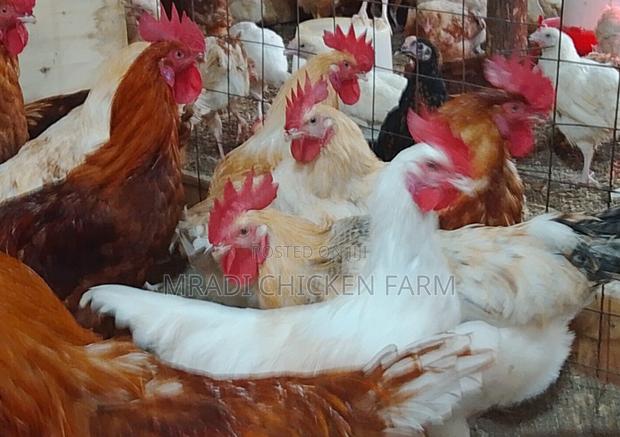 Chicken Layer Cocks - thumbnail 3