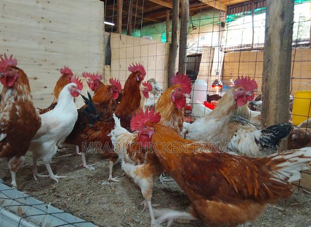 Chicken Layer Cocks - thumbnail 5