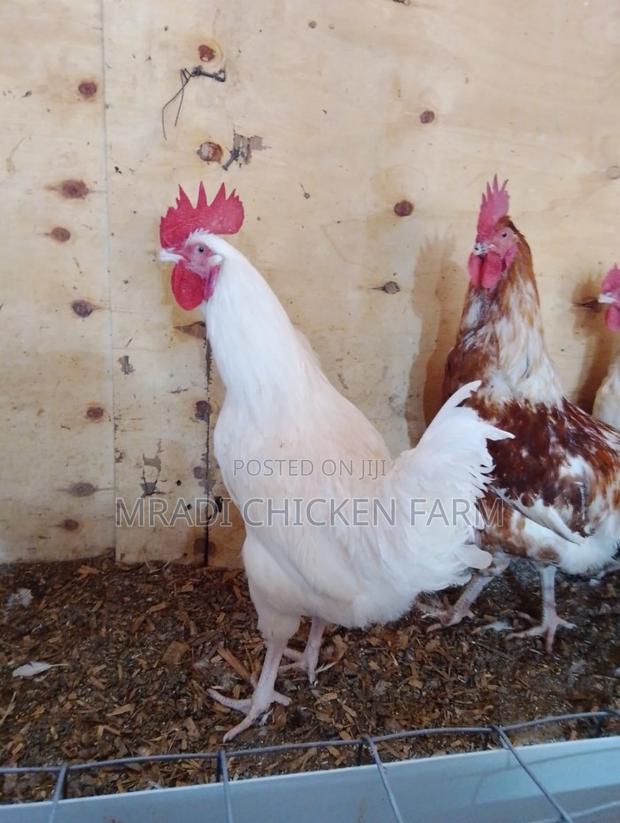 Chicken Layer Cocks - thumbnail 4