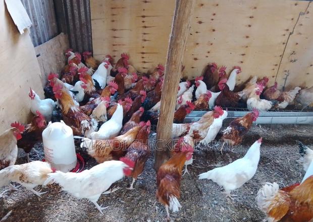 Chicken Layer Cocks - thumbnail 6