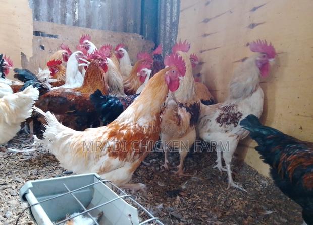 Chicken Layer Cocks - thumbnail 7