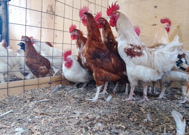 Chicken Layer Cocks - thumbnail 8