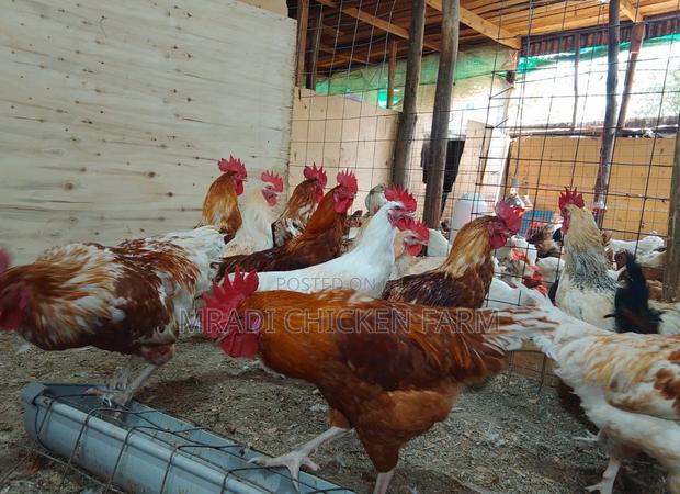 Chicken Layer Cocks - thumbnail 9