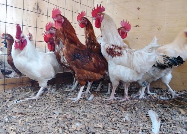 Chicken Layer Cocks - thumbnail 11