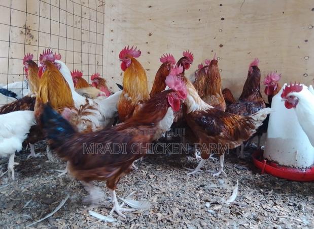 Chicken Layer Cocks - thumbnail 12