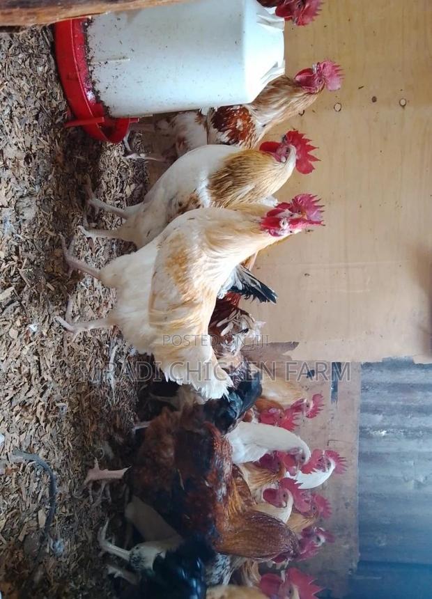 Chicken Layer Cocks - thumbnail 10