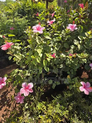 Hibiscus Flower Plant