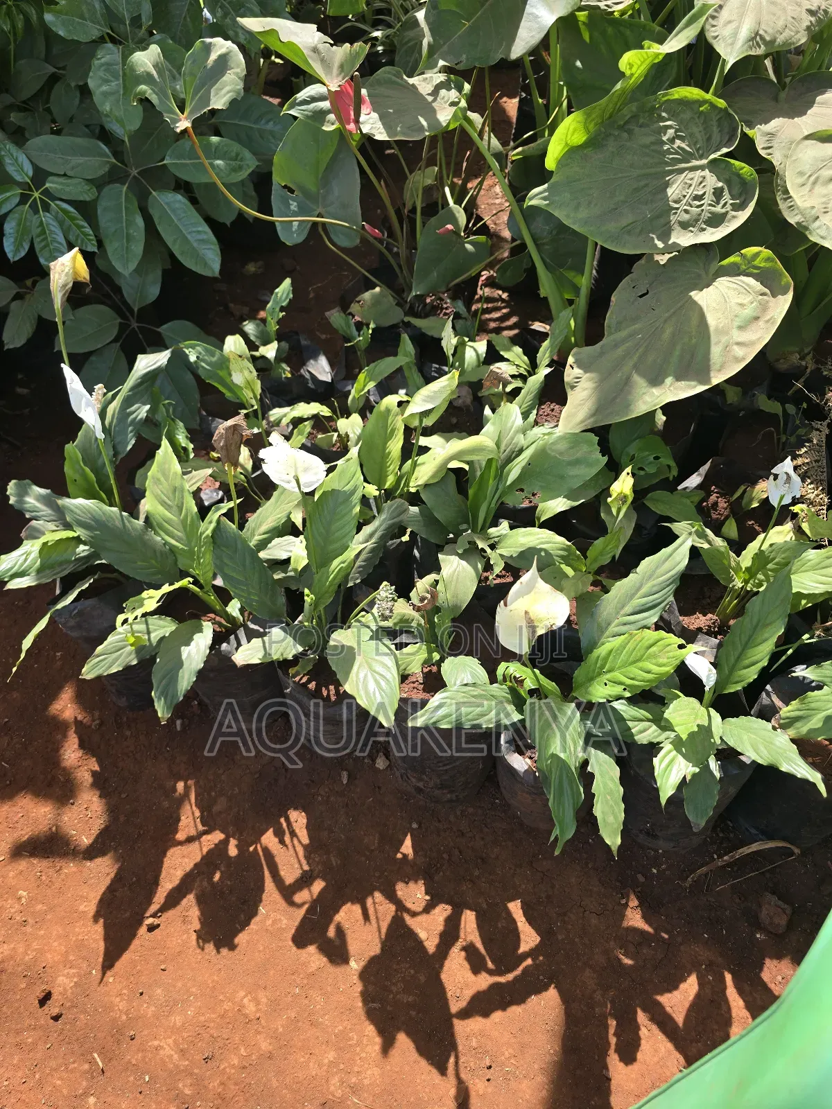 Peace Lily Indoor Plants