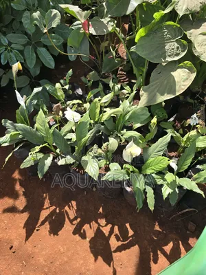 Peace Lily Indoor Plants