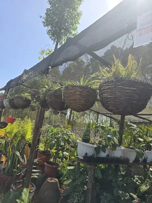 Hanging Flowers With Baskets