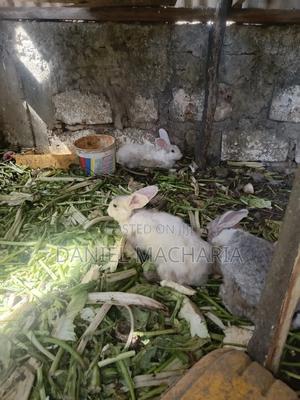 Two Matured Rabbits - main view