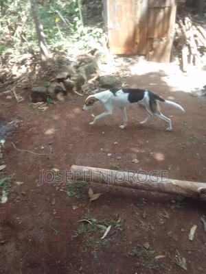 1+ year Male Purebred Jack Russell Terrier - thumbnail 2