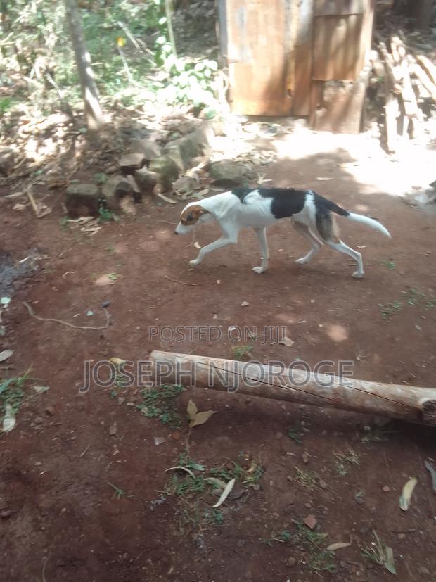 1+ year Male Purebred Jack Russell Terrier - main view