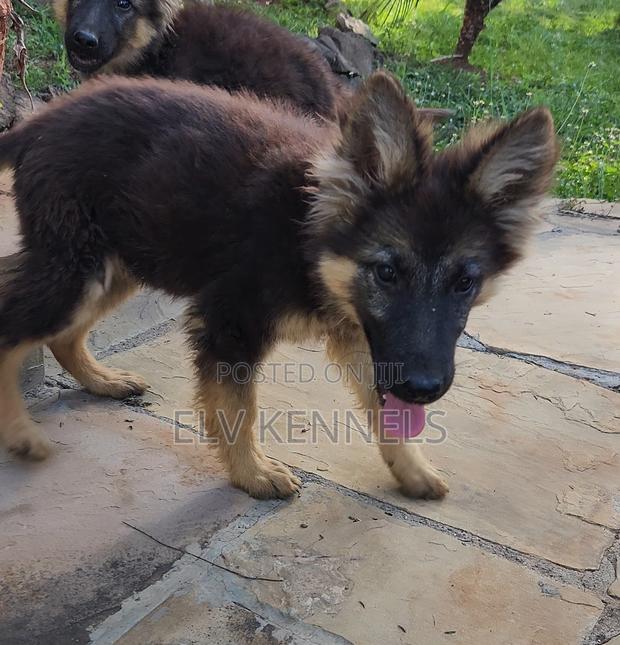 3-6 months Female Purebred German Shepherd - main view