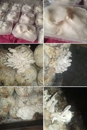 Oyester Button Mushrooms