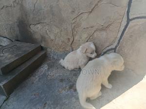 1-3 months Female Purebred Japanese Spitz - thumbnail 2