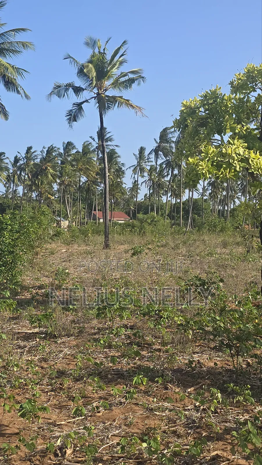 1acre Tezo Kokotoni