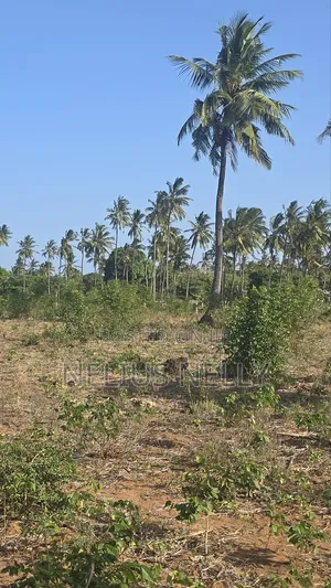 1acre Tezo Kokotoni