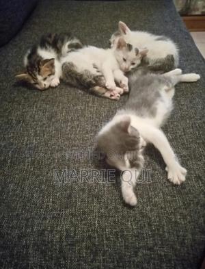 3-6 months Female Mixed Breed American Shorthair