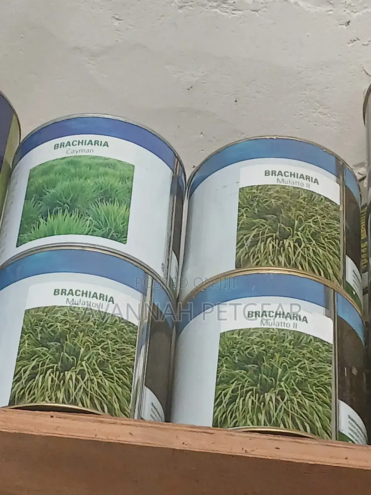 Brachiaria Grass Seeds, 'Cayman' and 'Mulato Ii' Hybrid Varieties -1kg