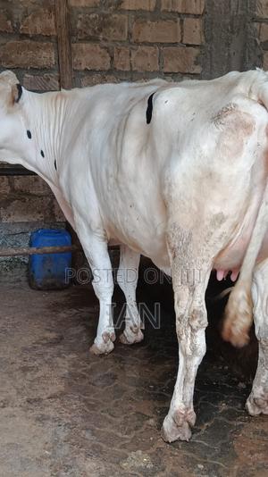 High Yielder and Incalf Heifers for Sale