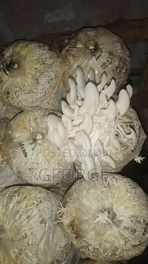 Oyester Button Mushrooms