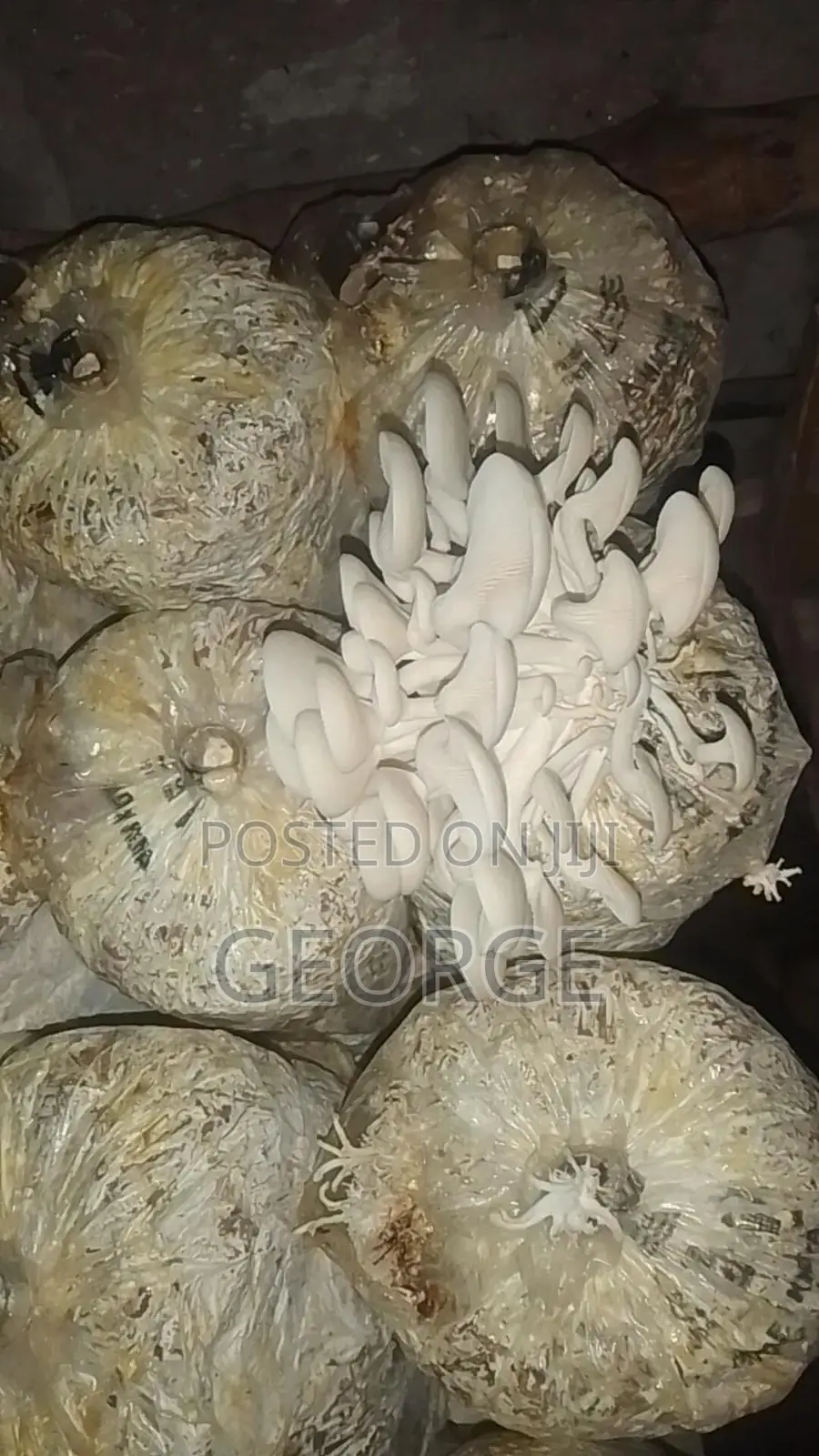 Oyester Button Mushrooms