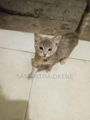 6-12 months Male Mixed Breed American Shorthair