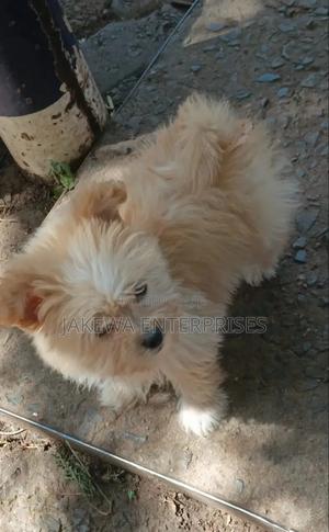 1-3 months Female Purebred Havanese - main view