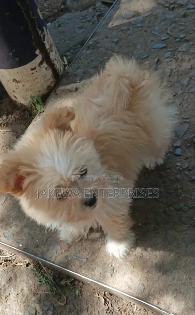 1-3 months Female Purebred Havanese