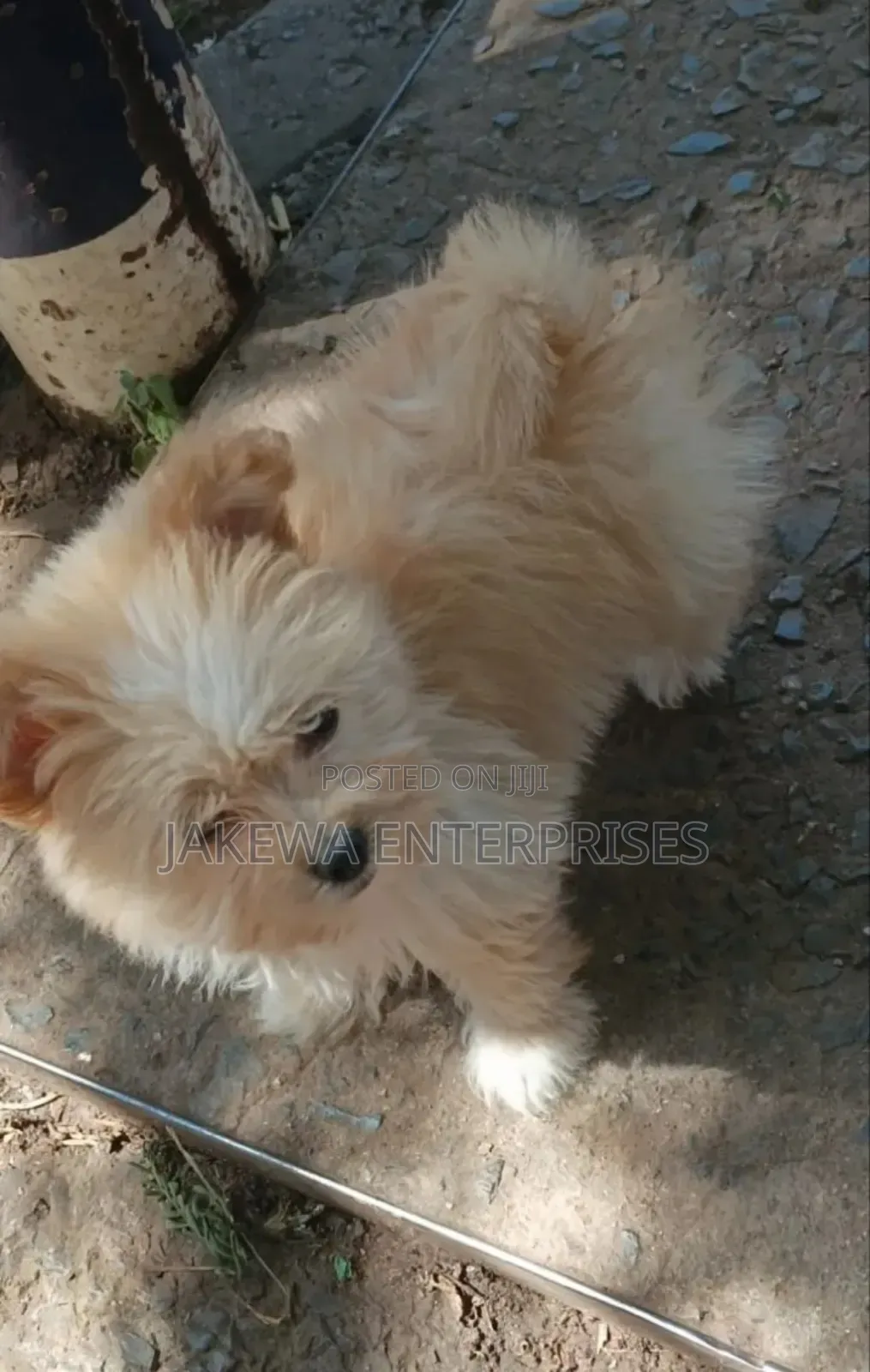 1-3 months Male Purebred Havanese