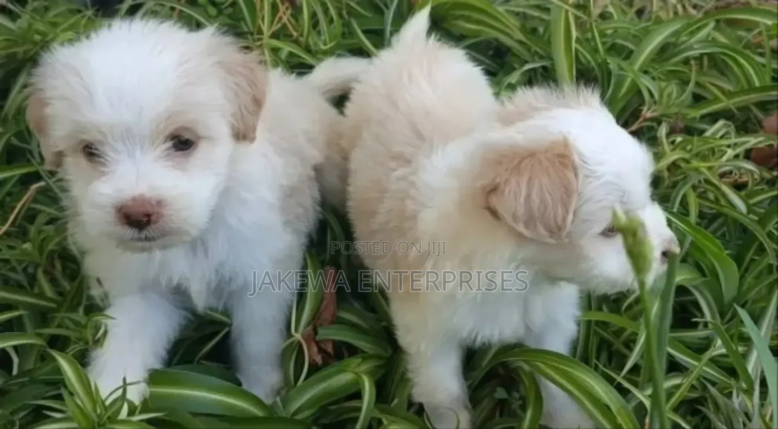 1-3 months Male Purebred Havanese