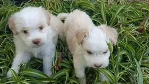 1-3 months Female Purebred Havanese