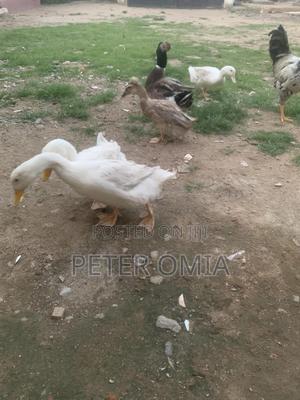 Jumbo Pekin - main view