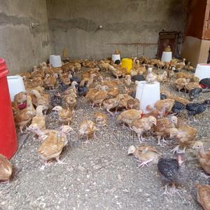 1 Month Kenbro Chicks F1