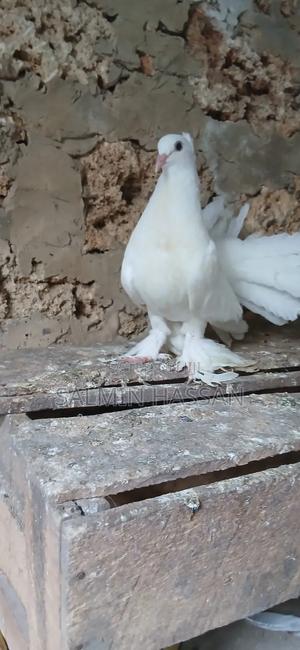 Indian Fantail - thumbnail 2