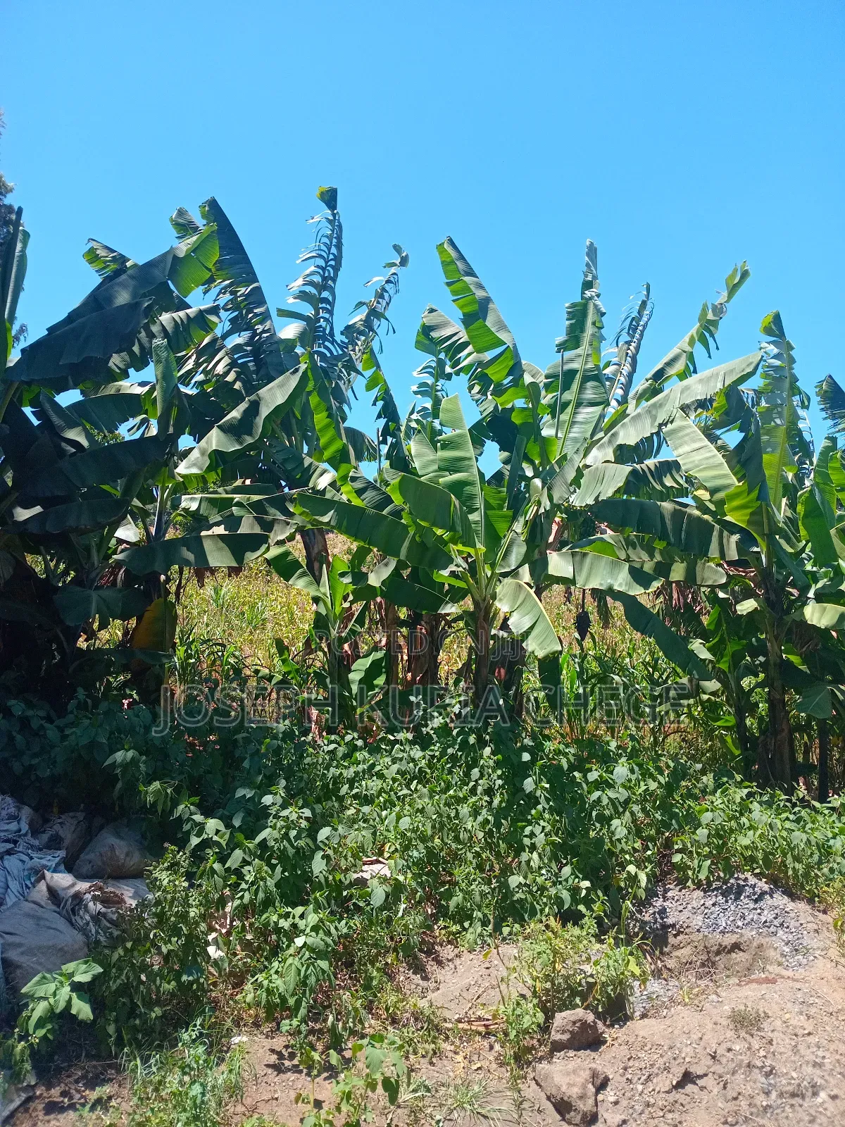 Plot 100×100 Kihingo, Kiambu