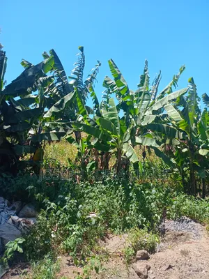 Plot 100×100 Kihingo, Kiambu