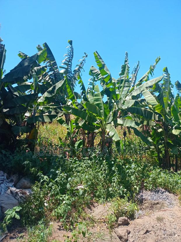 Plot 100×100 Kihingo, Kiambu