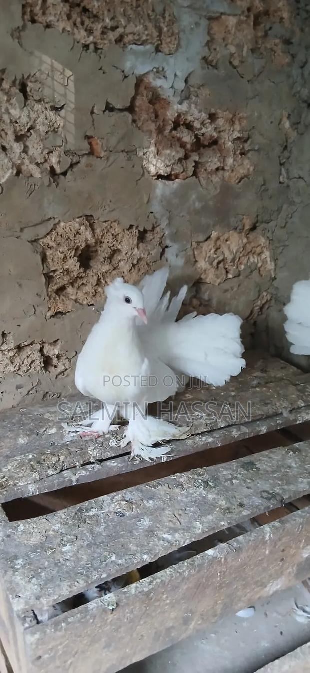 Indian Fantail - thumbnail 3