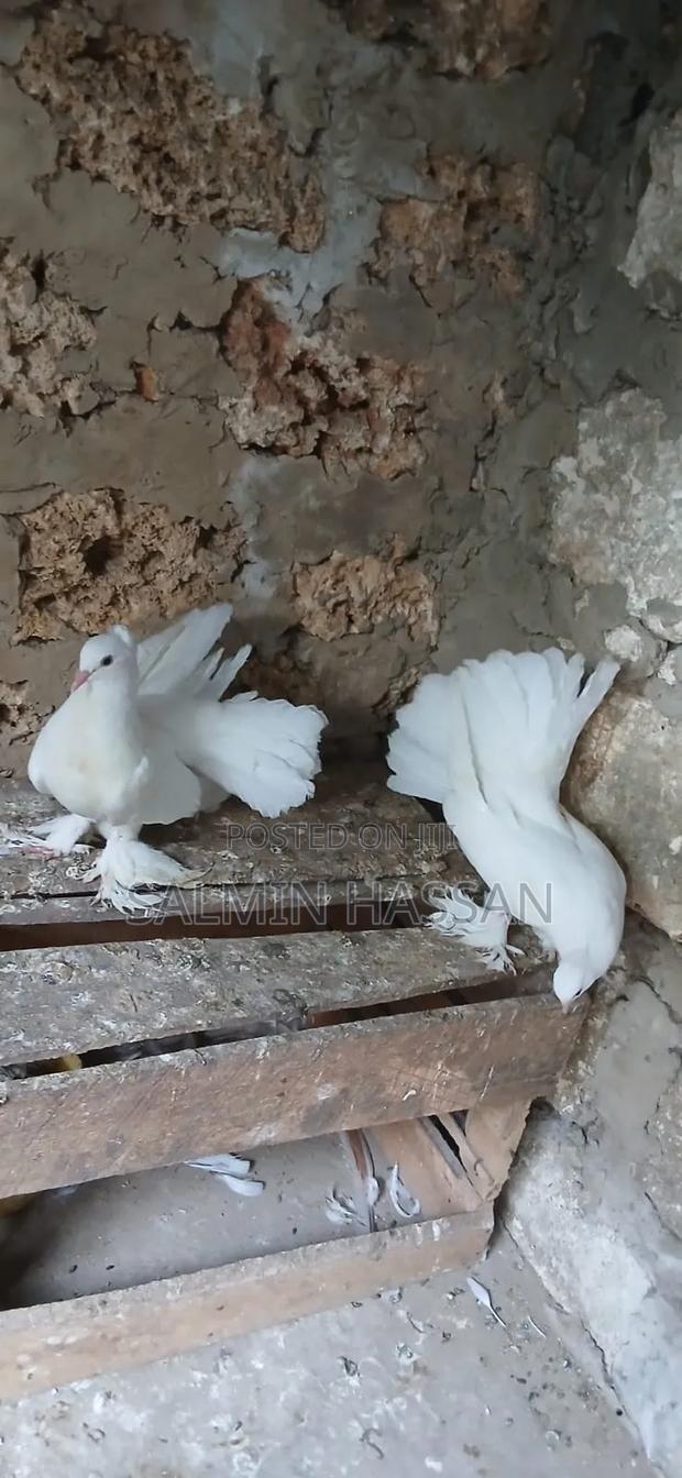 Indian Fantail - thumbnail 4