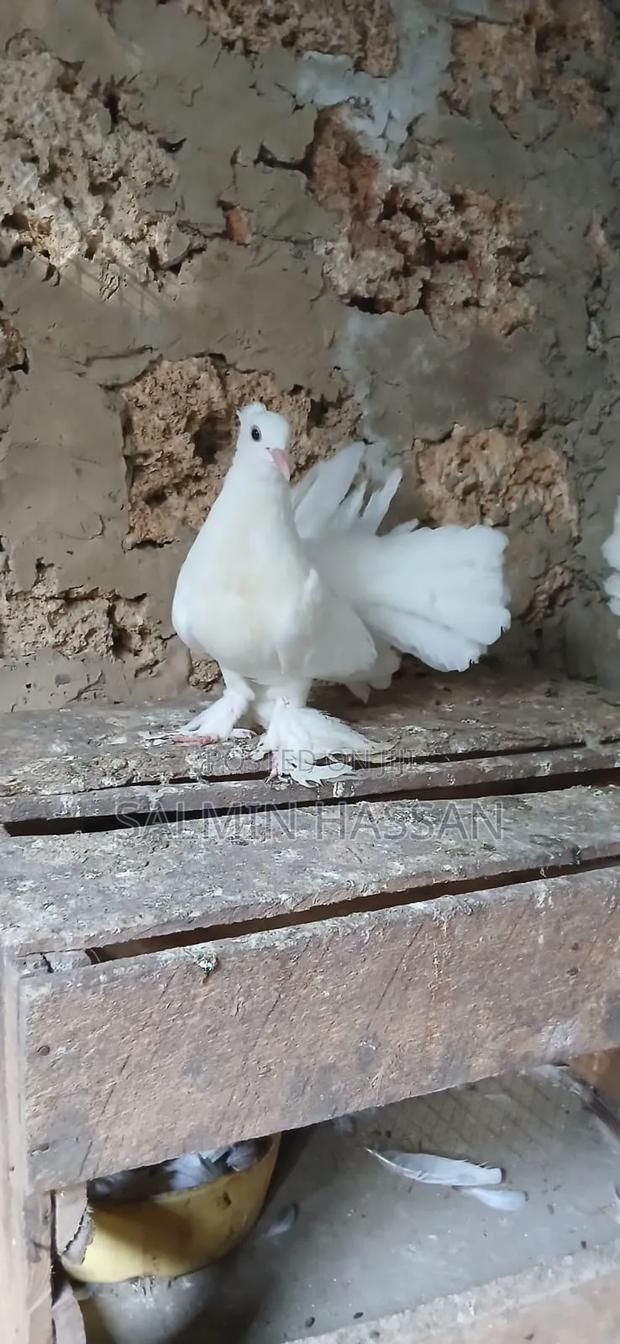 Indian Fantail - thumbnail 5