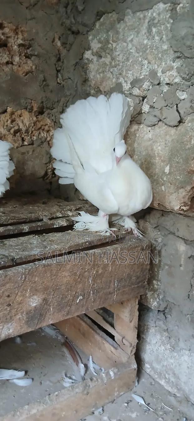 Indian Fantail - thumbnail 6