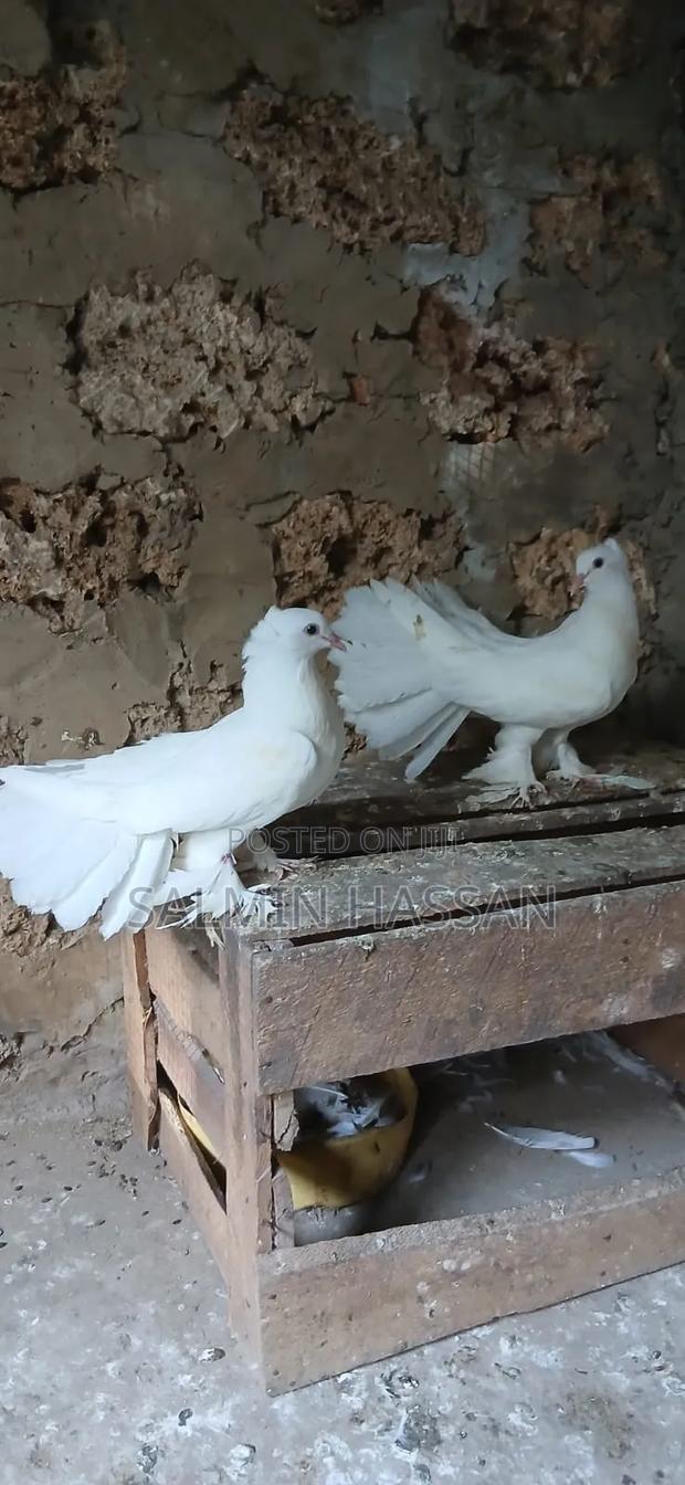 Indian Fantail - thumbnail 7