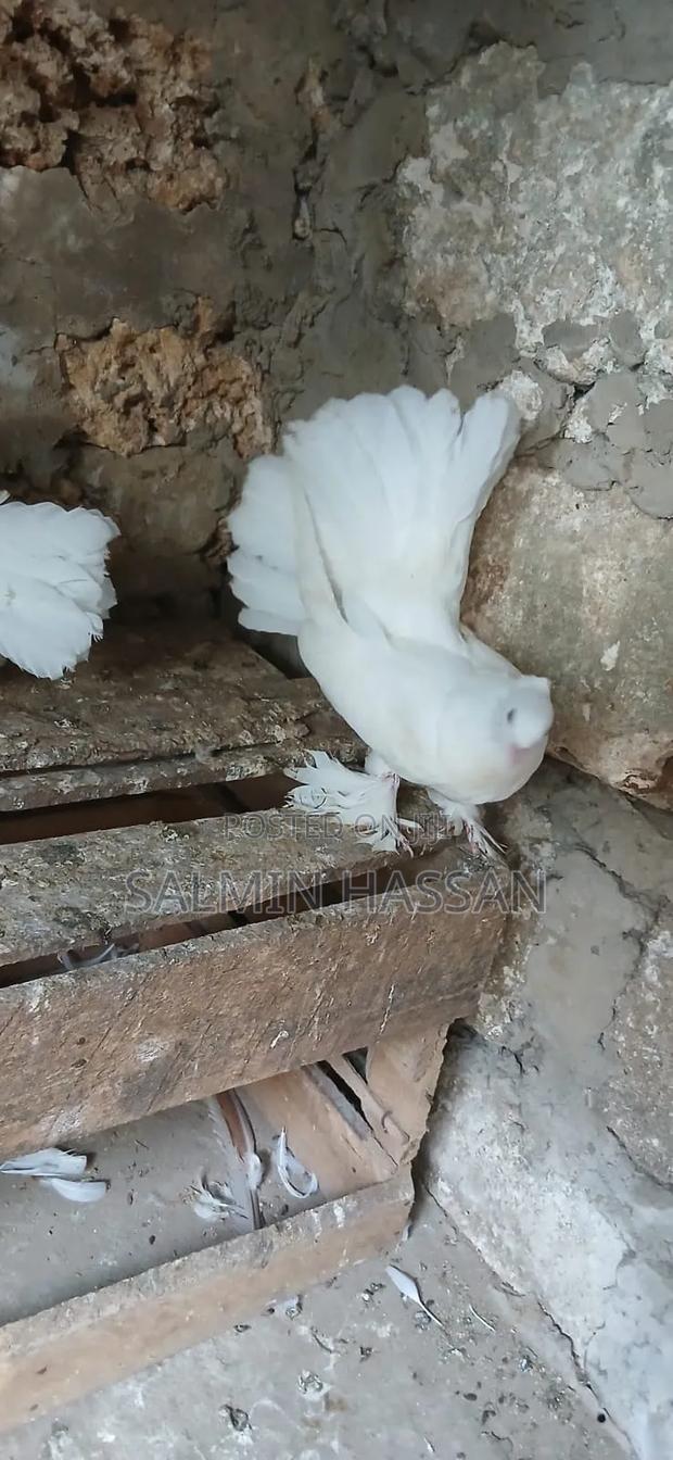 Indian Fantail - thumbnail 8