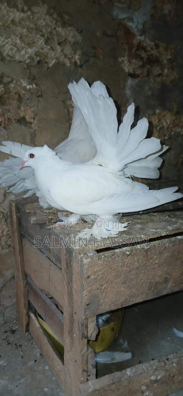 Indian Fantail - thumbnail 9