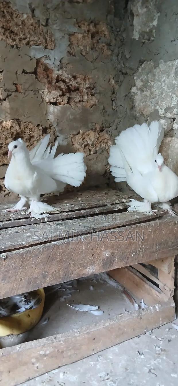 Indian Fantail - thumbnail 10