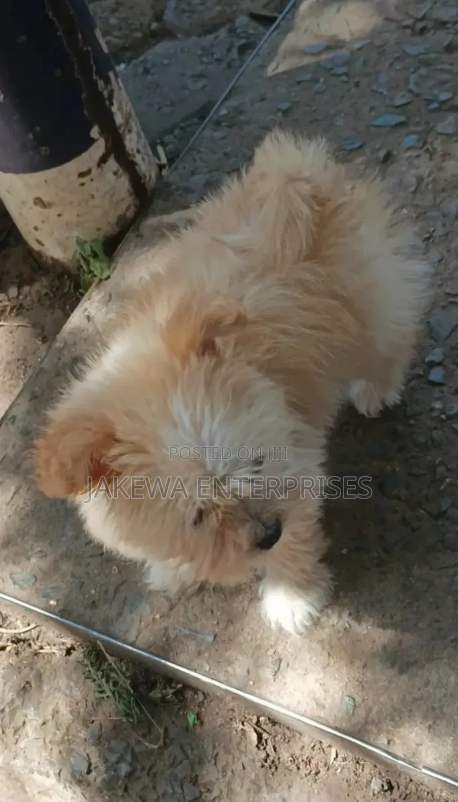 1-3 months Female Purebred Havanese