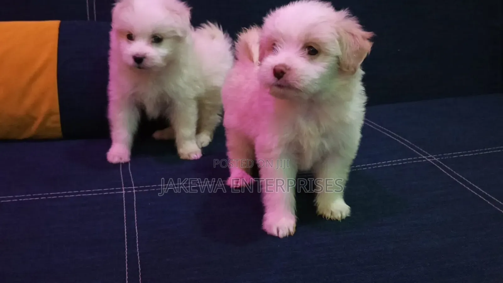 1-3 months Male Purebred Havanese
