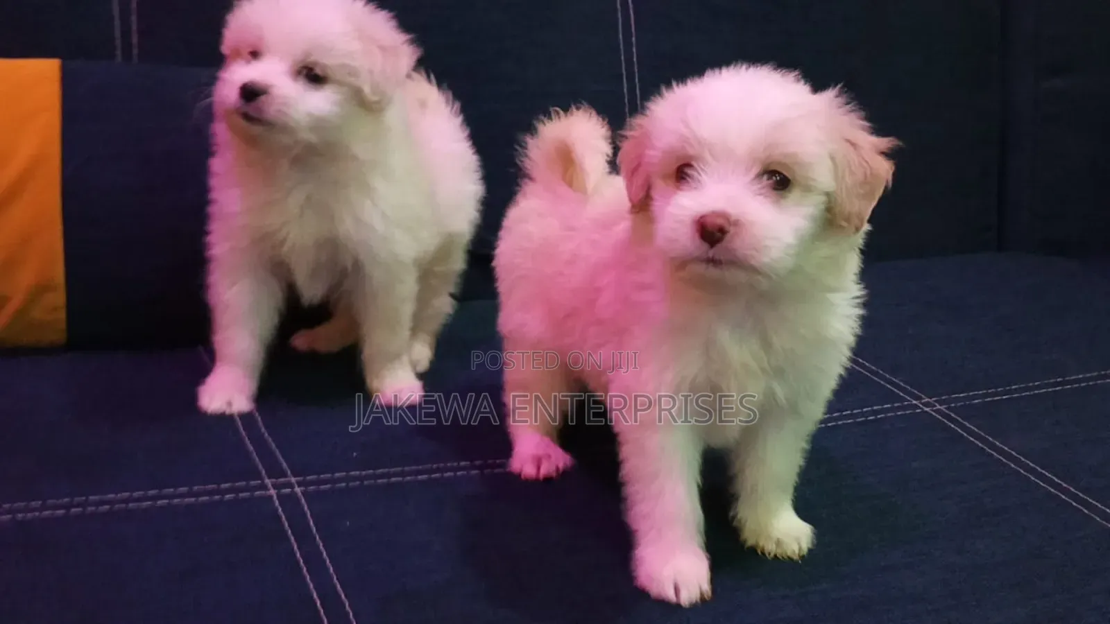 1-3 months Female Purebred Havanese